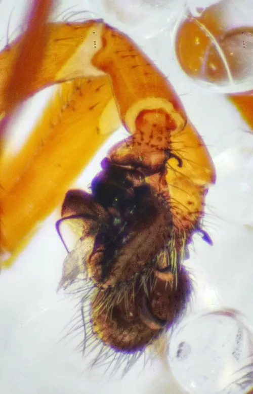 Hypomma bituberculatum - photo 4