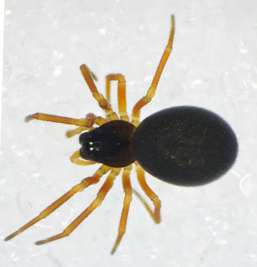 Hypomma cornutum