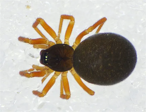 Hypomma cornutum - photo 2
