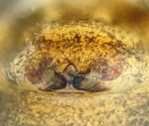 Hypomma cornutum - photo 3
