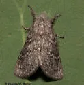 Hypopacha grisea - Hodges#7669 - Hypopacha grisea