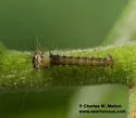 Hypopacha grisea - Hodges#7669 - photo 4