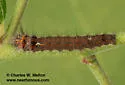 Hypopacha grisea - Hodges#7669 - photo 5