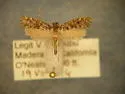 Hypoplesia busckiella - Hodges#0320