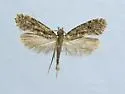 Hypoplesia dietziella - Hodges#0321