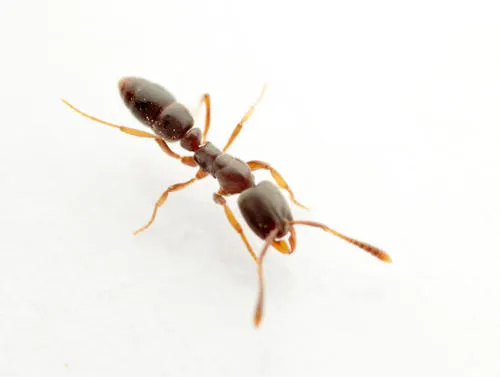 Hypoponera eduardi