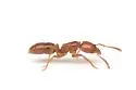 Hypoponera inexorata