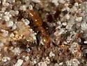 Hypoponera inexorata - photo 3