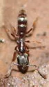 Hypoponera opaciceps