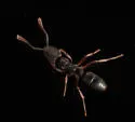 Hypoponera opaciceps - photo 2