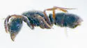 Hypoponera opaciceps - photo 3