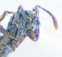 Hypoponera opaciceps - photo 4