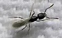 Hypoponera opaciceps - photo 5