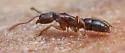 Hypoponera opacior - photo 2