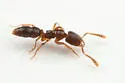 Hypoponera opacior - photo 3