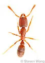 Hypoponera opacior - photo 4