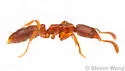Hypoponera opacior - photo 5