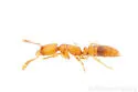 Hypoponera parva - Hypoponera parva