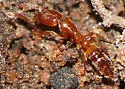 Hypoponera punctatissima