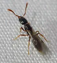 Hypoponera punctatissima - photo 4
