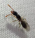 Hypoponera punctatissima - photo 5
