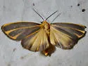 Hypoprepia cadaverosa - Hodges#8091 - photo 4