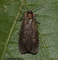 Hypoprepia inculta - Hodges#8092