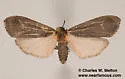 Hypoprepia inculta - Hodges#8092 - photo 4