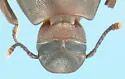 Hyporhagus gilensis