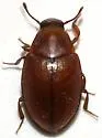 Hyporhagus gilensis - photo 2