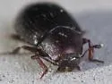 Hyporhagus gilensis - photo 3