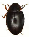 Hyporhagus gilensis - photo 4