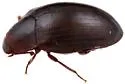 Hyporhagus gilensis - photo 5