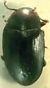 Hyporhagus punctulatus