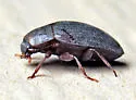Hyporhagus punctulatus - photo 5