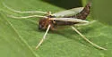 Hyporhygma quadripunctatum