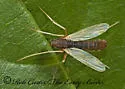 Hyporhygma quadripunctatum - photo 3
