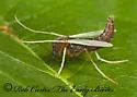 Hyporhygma quadripunctatum - photo 4