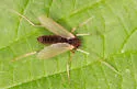 Hyporhygma quadripunctatum - photo 5