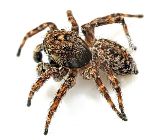 Hypositticus pubescens