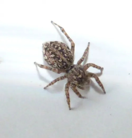 Hypositticus pubescens - photo 2