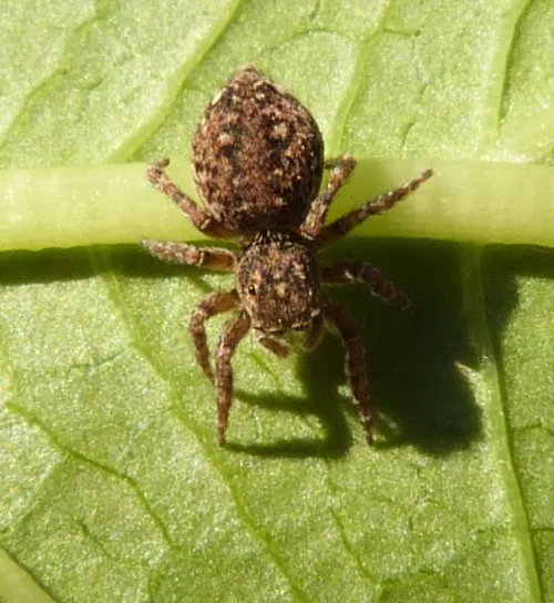 Hypositticus pubescens - photo 4