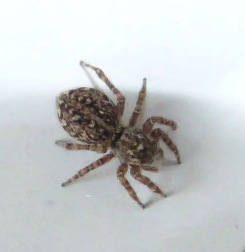 Hypositticus pubescens - photo 5