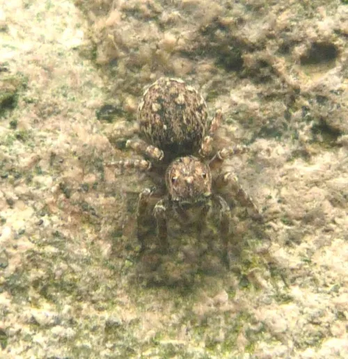 Hypositticus pubescens - photo 6