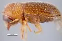 Hypothenemus areccae - photo 2