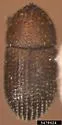 Hypothenemus atomus - Hypothenemus atomus