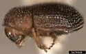 Hypothenemus atomus - photo 2