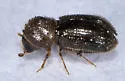 Kiawe Scolytid - photo 2