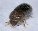 Kiawe Scolytid - photo 3
