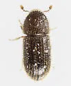Hypothenemus californicus